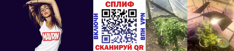 МАРИХУАНА планчик  Нефтекумск 